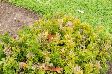 Saint Gallen, İsviçre, 19 Ekim 2024 Ruscus Aculeatus veya botanik bahçesindeki kasap süpürgesi fabrikası