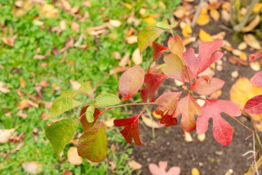 Saint Gallen, Switzerland, October 19, 2024 Sassafras Albidum plant at the botanical garden clipart