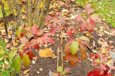 Saint Gallen, Switzerland, October 19, 2024 Sassafras Albidum plant at the botanical garden clipart