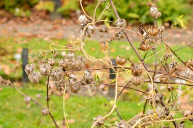 Saint Gallen, Switzerland, October 19, 2024 Nicotiana Langsdorffii or langsdorff tobacco plant at the botanical garden clipart