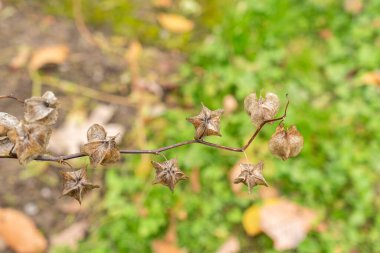 Saint Gallen, Switzerland, October 19, 2024 Nicotiana Langsdorffii or langsdorff tobacco plant at the botanical garden clipart