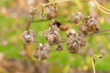 Saint Gallen, İsviçre, 19 Ekim 2024 Nicotiana Langsdorffii veya botanik bahçesindeki Langsdorff tütün fabrikası