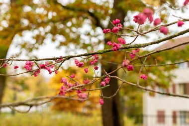 Saint Gallen, İsviçre, 19 Ekim 2024 Euonymus Hamiltonianus veya Himalaya Milli Bitkisi Botanik Bahçesinde