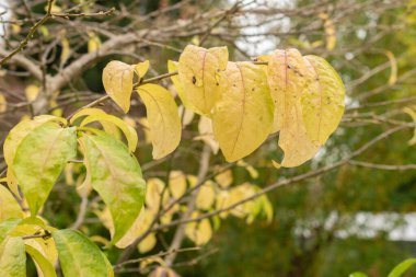 Saint Gallen, İsviçre, 19 Ekim 2024 Orixa Japonica veya botanik bahçesindeki Doğu Asya orixa fabrikası