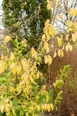 Saint Gallen, İsviçre, 19 Ekim 2024 Orixa Japonica veya botanik bahçesindeki Doğu Asya orixa fabrikası