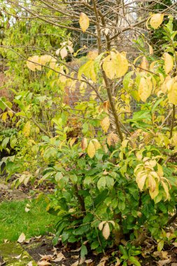 Saint Gallen, İsviçre, 19 Ekim 2024 Orixa Japonica veya botanik bahçesindeki Doğu Asya orixa fabrikası