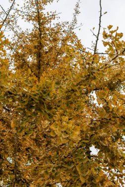 Saint Gallen, İsviçre, 19 Ekim 2024 Ginko Biloba veya botanik bahçesindeki bakire saçı ağacı