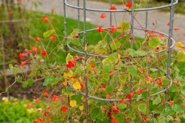 Saint Gallen, İsviçre, 19 Ekim 2024 Tropeeolum Peltophorum veya botanik bahçesindeki nasturtium fabrikası