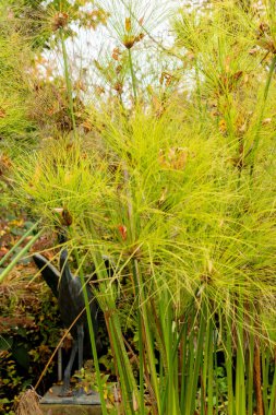 Saint Gallen, İsviçre, 19 Ekim 2024 Cyperus Papyrus bitkisi botanik bahçesinde.