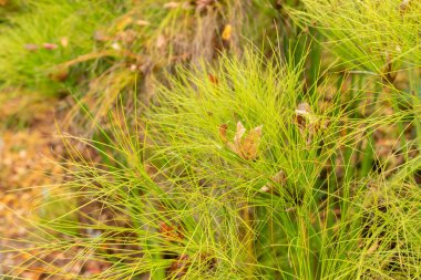 Saint Gallen, İsviçre, 19 Ekim 2024 Cyperus Papyrus bitkisi botanik bahçesinde.