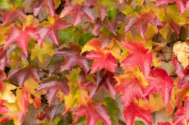 Saint Gallen, İsviçre, 19 Ekim 2024 Parthenocissus Tricuspidata veya botanik bahçesindeki Boston sarmaşık bitkisi