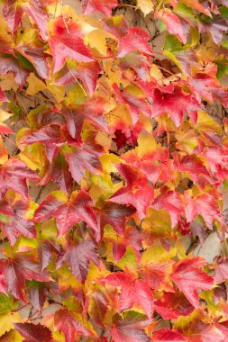 Saint Gallen, İsviçre, 19 Ekim 2024 Parthenocissus Tricuspidata veya botanik bahçesindeki Boston sarmaşık bitkisi