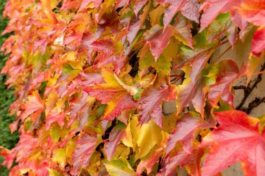 Saint Gallen, İsviçre, 19 Ekim 2024 Parthenocissus Tricuspidata veya botanik bahçesindeki Boston sarmaşık bitkisi