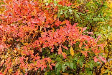 Saint Gallen, İsviçre, 19 Ekim 2024 Rhododendron Luteum veya botanik bahçesindeki sarı açelya bitkisi