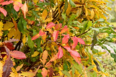 Saint Gallen, İsviçre, 19 Ekim 2024 Rhododendron Luteum veya botanik bahçesindeki sarı açelya bitkisi