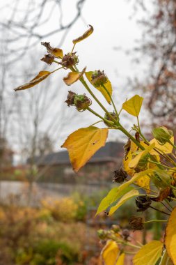 Saint Gallen, İsviçre, 19 Ekim 2024 Hibiscus Moscheutos veya botanik bahçesindeki gül gülü bitkisi