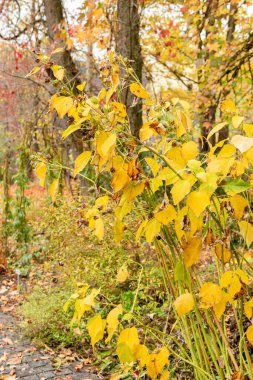 Saint Gallen, İsviçre, 19 Ekim 2024 Hibiscus Moscheutos veya botanik bahçesindeki gül gülü bitkisi