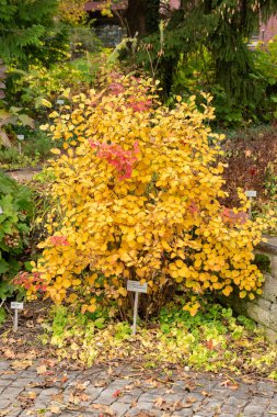 Saint Gallen, İsviçre, 19 Ekim 2024 Fothergilla Gardenii veya botanik bahçesindeki cadı gülü fabrikası