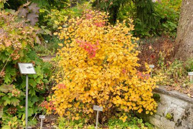 Saint Gallen, İsviçre, 19 Ekim 2024 Fothergilla Gardenii veya botanik bahçesindeki cadı gülü fabrikası