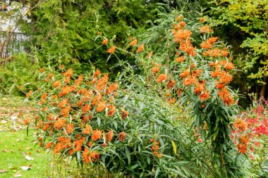 Saint Gallen, Switzerland, October 19, 2024 Leonotis Leonurus or lions tail plant at the botanical garden clipart