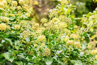 Saint Gallen, İsviçre, 19 Ekim 2024 Hedera veya botanik bahçesindeki sarmaşık bitkisi