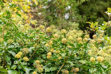 Saint Gallen, İsviçre, 19 Ekim 2024 Hedera veya botanik bahçesindeki sarmaşık bitkisi