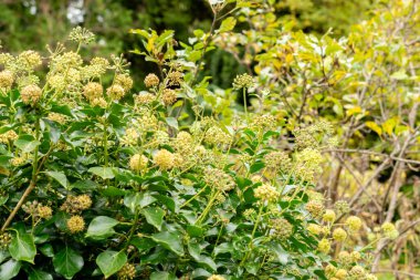 Saint Gallen, İsviçre, 19 Ekim 2024 Hedera veya botanik bahçesindeki sarmaşık bitkisi