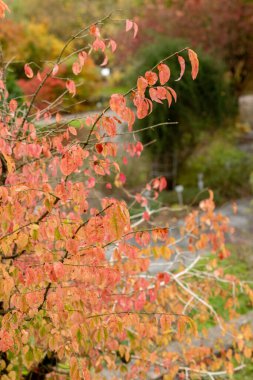 Saint Gallen, İsviçre, 19 Ekim 2024 Euonymus Verrucosus bitkisi botanik bahçesinde.