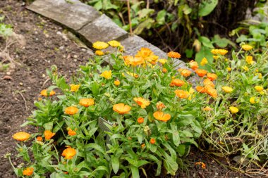 Saint Gallen, İsviçre, 19 Ekim 2024 Calendula Officinalis veya botanik bahçesindeki marigold bitkisi