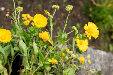 Saint Gallen, İsviçre, 19 Ekim 2024 Calendula Officinalis veya botanik bahçesindeki marigold bitkisi