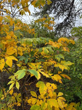 Saint Gallen, İsviçre, 19 Ekim 2024 Aesculus Parviflora veya botanik bahçesindeki şişe fırçası fabrikası