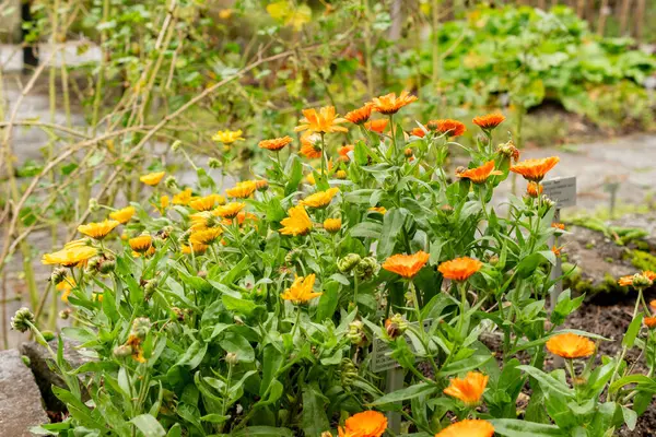 Saint Gallen, İsviçre, 19 Ekim 2024 Calendula Officinalis veya botanik bahçesindeki marigold bitkisi