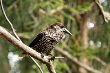 Arosa, Switzerland, October 12, 2024 Tannhaeher bird or Nucifraga Caryocatactes is sitting on a branch clipart