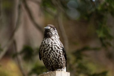 Arosa, Switzerland, October 12, 2024 Tannhaeher bird or Nucifraga Caryocatactes is sitting on a fence clipart