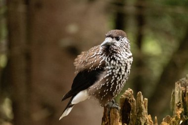 Arosa, Switzerland, October 12, 2024 Tannhaeher bird or Nucifraga Caryocatactes is sitting on a branch clipart