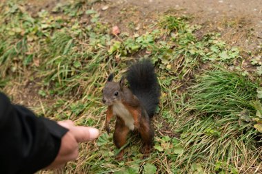 Arosa, İsviçre, 12 Ekim 2024 Sincap sonbaharda bir ormanda bir insanın elinden fındık alıyor.