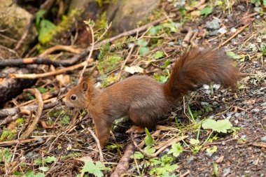 Arosa, Switzerland, October 12, 2024 Squirrel is searching for food in a forest in autumn clipart