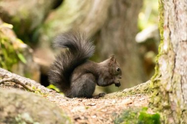 Arosa, İsviçre, 12 Ekim 2024 Sincap sonbaharda bir ormanda yiyecek arıyor.