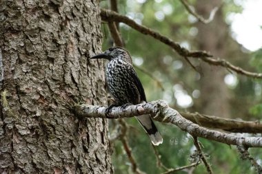 Arosa, İsviçre, 12 Ekim 2024 Tannhaeher kuşu veya Nucifraga Caryocatactes bir dalda oturuyor.