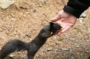 Arosa, İsviçre, 12 Ekim 2024 Sincap sonbaharda bir ormanda bir insanın elinden fındık alıyor.