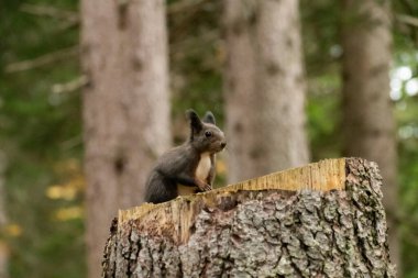 Arosa, İsviçre, 12 Ekim 2024 Sincap sonbaharda bir ormanda yiyecek arıyor.