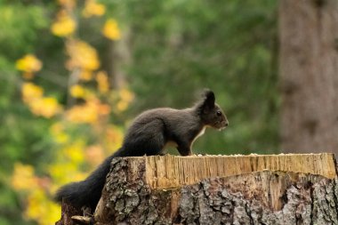 Arosa, İsviçre, 12 Ekim 2024 Sincap sonbaharda bir ormanda yiyecek arıyor.