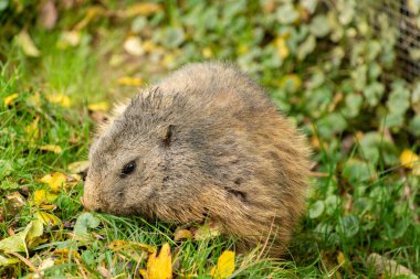 Saint Gallen, Switzerland, October 19, 2024 Groundhog on a green meadow in a wild life park clipart