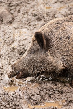 Saint Gallen, İsviçre, 19 Ekim 2024 Vahşi yaşam parkında çamurun içinde