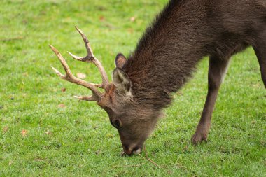 Saint Gallen, İsviçre, 19 Ekim 2024 Vahşi yaşam parkında geyik