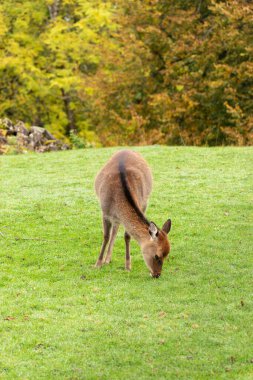 Saint Gallen, Switzerland, October 19, 2024 Deer in a wild life park clipart