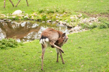 Saint Gallen, İsviçre, 19 Ekim 2024 Vahşi yaşam parkında geyik