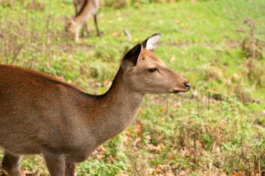 Saint Gallen, İsviçre, 19 Ekim 2024 Vahşi yaşam parkında geyik