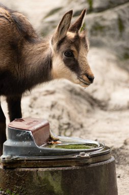 Saint Gallen, Switzerland, October 19, 2024 Chamois in a wild life park clipart