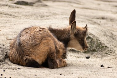 Saint Gallen, İsviçre, 19 Ekim 2024 Chamois vahşi yaşam parkında